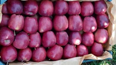 سيب قرمز صادراتي آگرو محصول اروميه