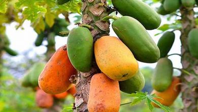 توسعه تولید "پاپایا" در گلخانه‌های خوزستان