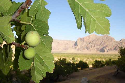 ریزگردهای نمکی، تهدیدی برای انجیرستان‌های استهبان فارس