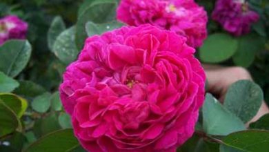 شمیم گل محمدی در سرزمین هزار چشمه