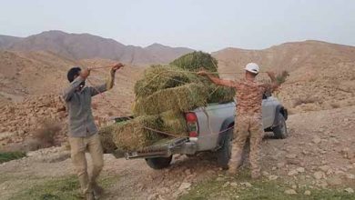 علفِ سبزِ نوازش در دل صخره‌های سخت
