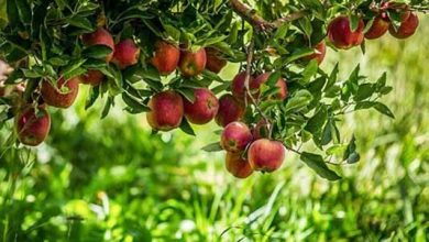 ۵۴ میلیارد ریال؛ درآمد سالانه خراسان جنوبی از برداشت سیب درختی