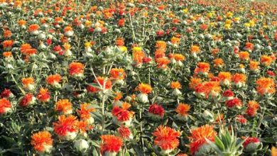 آغاز برداشت گلرنگ از مزارع استان اصفهان