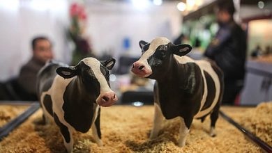 برگزاری نمایشگاه دام و طیور اصفهان با حضور ۱۷۰ شرکت معتبر