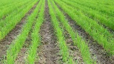 خشکه کاری برنج با رقم هسته‌ای برای اولین بار در استان فارس