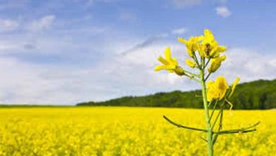 خوزستان همچنان رکورددار تولید و خرید گندم و کلزای کشور