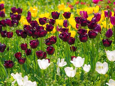 ذخایر ژنتیکی گل‌ها ظرفیتی مغفول در اشتغالزایی کشور است