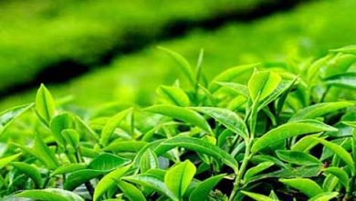 عطر چای لاهیجان ماندگار شد