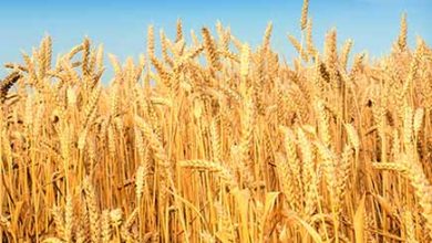 نگاه خسته کشاورزان ساوه به گندمزارهایی که چراگاه شدند