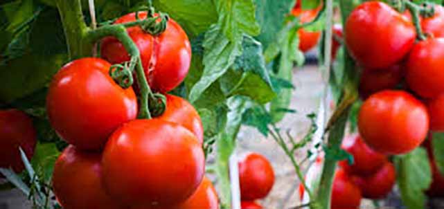 ویروس خطرناک در کمین قطب تولیدکننده گوجه‌فرنگی خارج از فصل