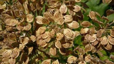 گلپر گیاهی ناشناخته و پر خواص در مهریز یزد