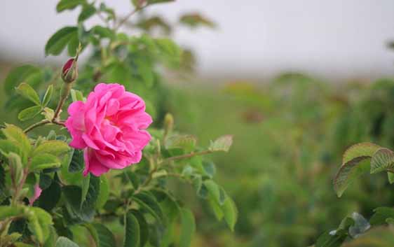 گُل‌ محمدی در سمیرم جایگزین کشت‌های پر آب