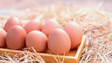 ۲ راهکار پیشنهادی برای جلوگیری از زیان تولیدکنندگان تخم‌مرغ