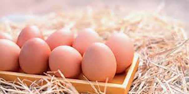 ۲ راهکار پیشنهادی برای جلوگیری از زیان تولیدکنندگان تخم‌مرغ
