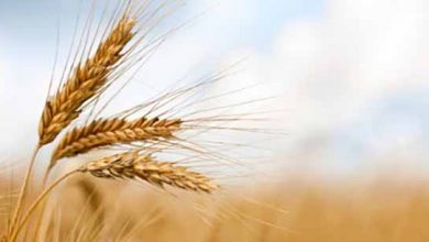 آفت بی توجهی بر پیکر خوشه های طلایی کردستان