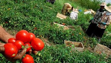 اصلاح الگوی کشت با خشکسالی های سالهای اخیر در استان کرمان