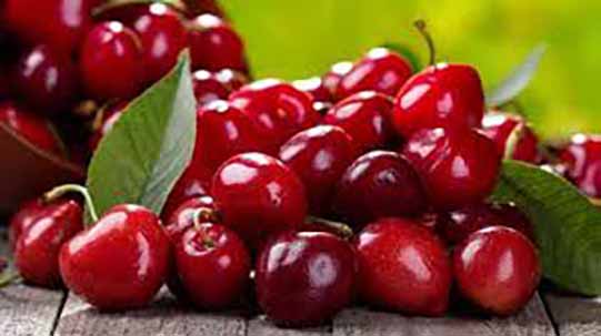 امسال 29 هزار تن آلبالو و گیلاس از باغات خوی برداشت می‌شود