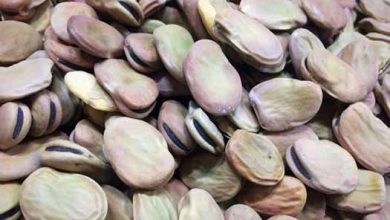 باقلای خشک طارم در راه بازار