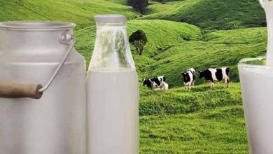 لبنیات سنتی بخوریم یا نخوریم