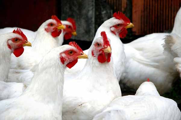 افزایش بازدهی مرغ گوشتی