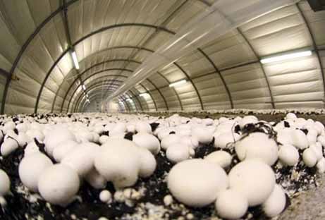 خراسان رضوی رتبه چهارم تولید قارچ کشور را دارد