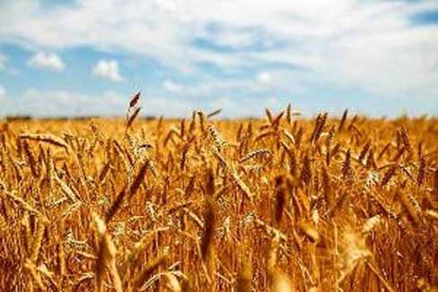 دولت معضل قیمت‌گذاری دستوری در اقتصاد را حل کند
