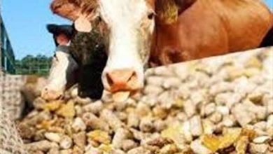 زنگ خطر کاهش نهاده های دامی به صدا درآمد