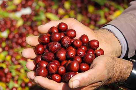 عرضه نامناسب بر قیمت عناب خراسان جنوبی اثر می‌گذارد