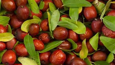 قیمت‌گذاری عناب در چنبره بی‌تدبیری