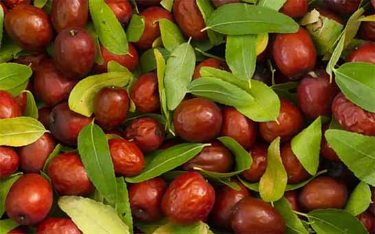 قیمت‌گذاری عناب در چنبره بی‌تدبیری