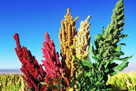 کینوا جایگزین محصولات آب بر در آذربایجان شرقی می‌شود