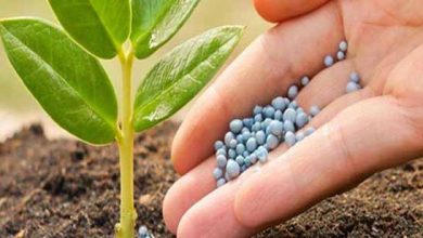 گرانی، دلیل عدم استقبال کشاورزان از کودهای فسفاته و پتاسه