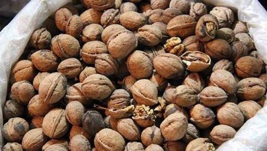 بازار داخلی مملو از گردوی قاچاق است