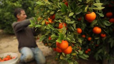 برداشت مرکبات مازندران با نارنگی زودرس آغاز شد