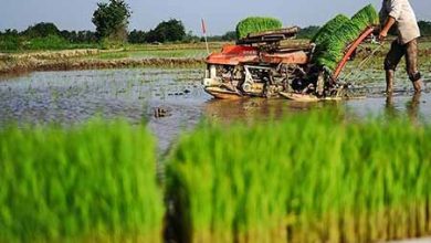 بهای برنج؛ رنجی مضاعف بر پیکر شالیکاران گیلان‌