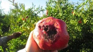 خطر طاعون بالدار بیخ گوش ساوه