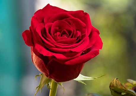 شهرستان شهرکرد پیشتاز در تولید پایه‌های گل زینتی