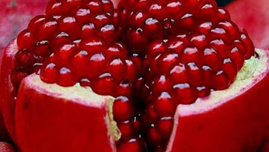 فروش مستقیم محصول، راهکار حذف واسطه از بازار انار ساوه است