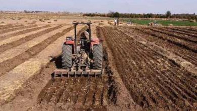امکان کشت غلات در مناطق گرمسیری تا آذرماه