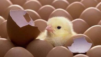 دلالان از هر جوجه یک‌روزه 1500 تومان سود می‌برند