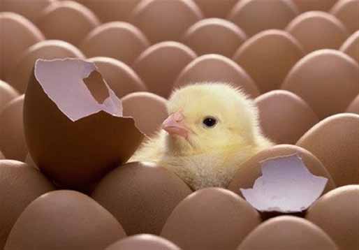 دلالان از هر جوجه یک‌روزه 1500 تومان سود می‌برند