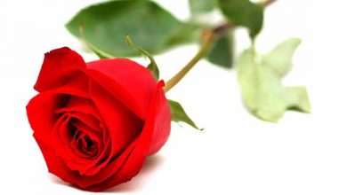 سرمایه گذاری از نوع گل