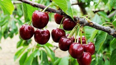 چه درختان میوه ای در سال 1400 مناسب مشهد می باشند