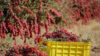 از ظرفیت نمایشگاه‌های بین المللی برای معرفی زرشک ایران استفاده شود