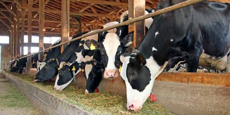 بخش دامپروری از ضایعات کشاورزی برای تولید شیر و گوشت استفاده کند