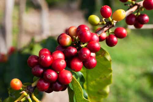 بُزها، نخستین عاملان کشف میوه قهوه