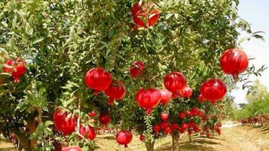 طعمِ خوش خزان با یاقوت سرخ اردستان