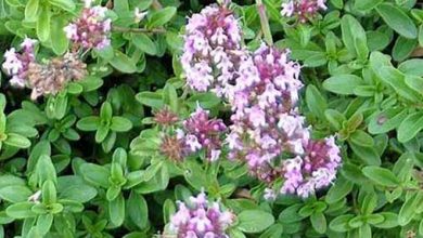 کاشت "آویشن شیرازی" برای اولین بار در لارستان