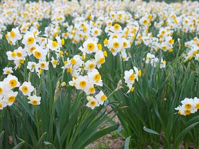 برداشت زودهنگام؛ رد خشکسالی بر نرگس‌زارهای مازندران