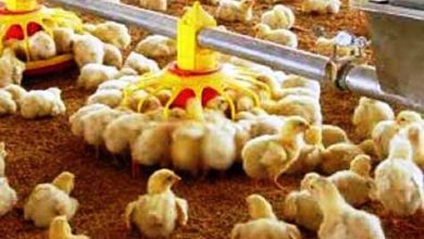 هشدار درباره ایجاد بحران در صنعت مرغداری کشور